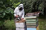 Beekeepers smoking the bees away from hive in apiary garden