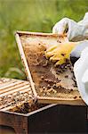 Beekeepers holding and examining beehive in the field