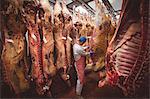 Butcher examining the red meat hanging in storage room at butchers shop