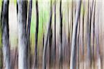 Blurred, abstract tree pattern, France