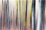 Blurred abstract tree pattern in muted hues, France