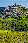 Lush vegetation and vineyards in front of the medieval, hilltop town of Motovun in Istria, Croatia