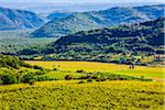 Overview of the fertile farmland and vineyards with rolling hills in the background near the medieval town of Motovun in Istria, Croatia