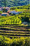 Overview of fertile farmland and the village of Brtosici (Bertossici) in the hills near Motovun in Istria, Croatia