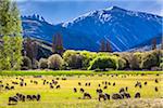 Sheep grazing in pasture on farmland near Wanaka in the Otago Region of New Zealand