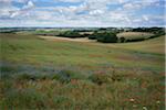 typical scenery of Norman counrtyside at spring , with poppies in field, France