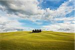 Small grove of cypress trees on an open field in San Quirico D'Orcia in Val d'Orcia in Tuscany, Italy