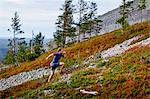 Man running up steep hill, Kesankitunturi, Lapland, Finland