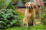 Portrait of a dog sitting in a garden surrounded by lush foliage.