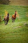 Bay horses galloping in a field.