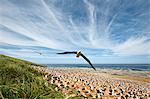 Seagulls in flight while the rest of the flock relax on a beach.