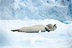 Seal lying on it's back and having fun rolling around on the ice.