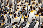 Colony of Emperor Penguins (Aptenodytes forsteri) congregate together on a beach.