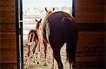 Horse and her foal exiting stable.