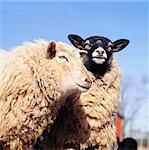Domestic sheep, close-up