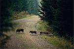 Wild boars, Sweden.