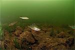 Swimming perches, Sweden.