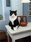 A cat sitting on a kitchen table, Skane, Malmo, Sweden.