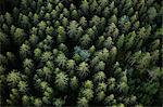 Tree tops in spruce forest, Sunne, Varmland.