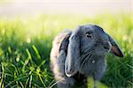 Gray rabbit in short green grass