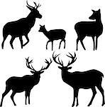 deer and roe silhouettes on the white background.
