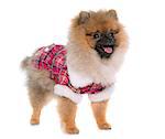 young pomeranian dog dressed in front of white background