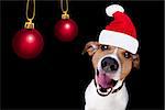 jack russell terrier dog isolated on black background looking at you  with open smacking mouth with santa hat for christmas holidays and xmas balls