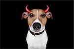 jack russell terrier dog isolated on black background looking at you  for halloween with devil horns