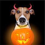 jack russell terrier dog isolated on black background looking at you  with open smacking mouth holding a pumpkin lantern light for halloween