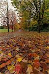 Colorful Fall Maple Leaves on the ground of garden path in Autumn