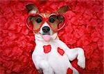 Jack russell  dog sticking out tongue ,while lying on bed full of rose petals as background  , in love on valentines day, wearing sunglasses