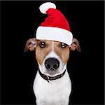 jack russell terrier dog isolated on black background looking at you  with santa hat for christmas holidays