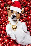 jack russell terrier  dog with santa claus hat for christmas holidays resting on a xmas balls background