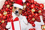 jack russell terrier  dog with santa claus hat for christmas holidays resting on a xmas balls background with gift or present box