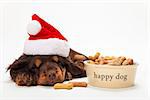 Cute Cocker Spaniel puppy dog wearing a Christmas Santa hat sleeping by Happy Dog bowl of bone shaped biscuits