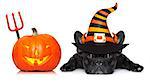 halloween devil french bulldog  dog beside a pumpkin, scared and frightened, with pumpkin,  isolated on white background