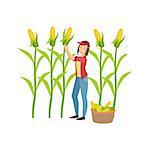 Woman Collecting Ripe Corn Simple Childish Flat Colorful Illustration On White Background