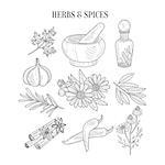 Herbs And Spices Isolated Hand Drawn Realistic Sketches. Artistic Pencil Detailed Contour Illustration On White Background.