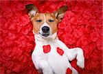 jack russell  dog sleeping while lying on bed with valentines petal roses as background