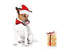 hungry jack russell dog with red  christmas santa claus hat  for xmas holidays and a gift of cookies or treats