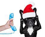 french bulldog dog with red  christmas santa claus hat  for xmas holidays calling on the phone or telephone