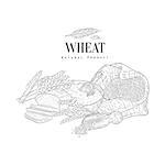 Wheat Production Still Life Hand Drawn Realistic Sketch. Hand Drawn Detailed Contour Illustration On White Background.