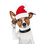 jack russell dog listening with one ear very carefully, with red santa claus hood or hat , for xmas or christmas holidays