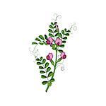 Sweet Pea Wild Flower Hand Drawn Detailed Illustration. Plant Realistic Artistic Drawing Isolated On White Background.