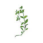 Green Wild Plant Hand Drawn Detailed Illustration. Plant Realistic Artistic Drawing Isolated On White Background.