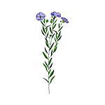 Flax Wild Flower Hand Drawn Detailed Illustration. Plant Realistic Artistic Drawing Isolated On White Background.