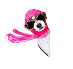 chic fashionable diva luxury  cool dog with funny sunglasses, scarf and necklace, isolated on white background, behind  banner or placard