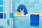 french bulldog dog in a bathtub not so amused about that , with yellow plastic duck and towel,wearing a bathing cap