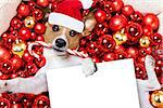 jack russell terrier  dog with santa claus hat for christmas holidays resting on a xmas balls background, holding a blank empty banner or placard