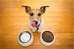 hungry  jack russell  dog behind food bowl and licking with tongue, isolated wood background at home and kitchen